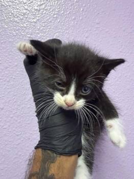 Domestic Medium Hair Cats Available for Adoption in El Paso, Texas - 61054158 | PetCurious