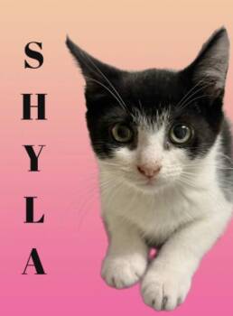 SHYLA -  Domestic Short Hair Cat for Adoption in Sarasota, Florida - SHYLA | PetCurious