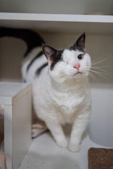 Toad -  Domestic Short Hair Cat for Adoption in Morgantown, West Virginia - Toad | PetCurious