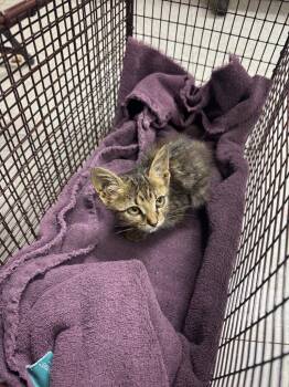 26-0961C -  Domestic Short Hair Cat for Adoption in Sorrento, Louisiana - 26-0961C | PetCurious
