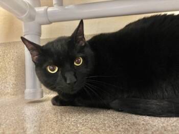 Rescue Domestic Short Hair Cats for Adoption in Everett, Washington - Paco | PetCurious