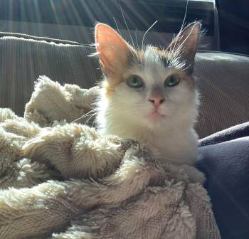 Domestic Long Hair Cats Available for Adoption in Muskego, Wisconsin - Callie - Playful And Affectionate Kitten | PetCurious