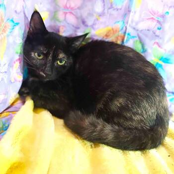 Domestic Short Hair Cats Available for Adoption - Cindy Brady | PetCurious