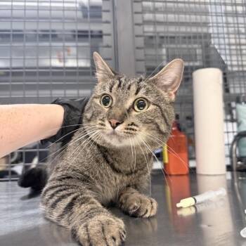 Wade -  Domestic Short Hair Cat for Adoption in New York, New York - Wade | PetCurious
