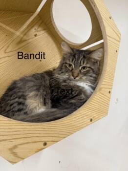 Bandit -  Domestic Long Hair Cat for Adoption in Plattsburgh, New York - Bandit | PetCurious