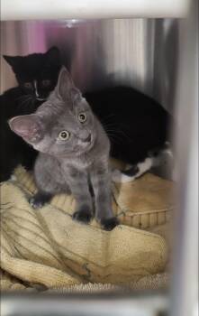 Ash -  Domestic Short Hair Cat for Adoption in Brighton, Michigan - Ash | PetCurious