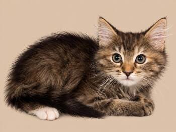 Matcha -  Domestic Long Hair Cat for Adoption in Emerald Isle, North Carolina - Matcha | PetCurious