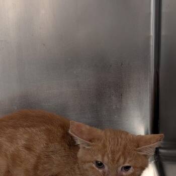 Basil -  Domestic Short Hair Cat for Adoption in Las Vegas, Nevada - Basil | PetCurious