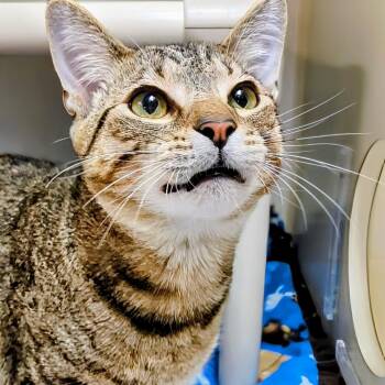 Domestic Short Hair Cats Available for Adoption - Levi | PetCurious