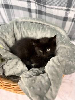 KOVU -  Domestic Short Hair Cat for Adoption in Algona, Iowa - KOVU | PetCurious