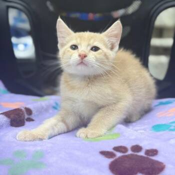 Peaches -  Domestic Short Hair Cat for Adoption in Spring Hill, Kansas - Peaches | PetCurious