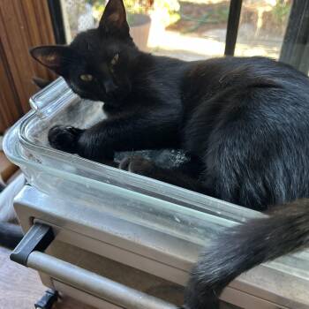 Rescue Domestic Short Hair Cats for Adoption in Tustin, California - Rose | PetCurious