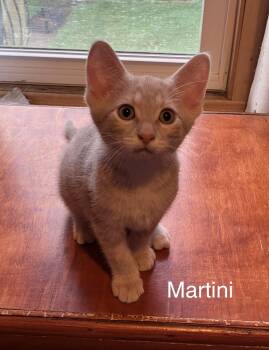 Martini -  Domestic Short Hair Cat for Adoption in Hammond, Indiana - Martini | PetCurious