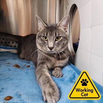 Domestic Short Hair Cats Available for Adoption - Cloudy- Working Cat | PetCurious