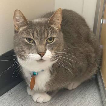 Benjamin -  Domestic Short Hair Cat for Adoption in Port Washington, New York - Benjamin | PetCurious