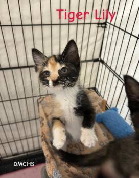 Tiger Lily -  Domestic Short Hair Cat Available for Adoption in Burlington, Iowa - Tiger Lily | PetCurious