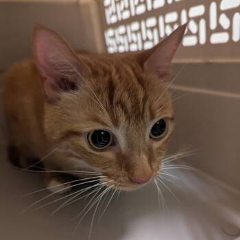 Leo -  American Bobtail Cat for Adoption in Charlottesville, Virginia - Leo | PetCurious