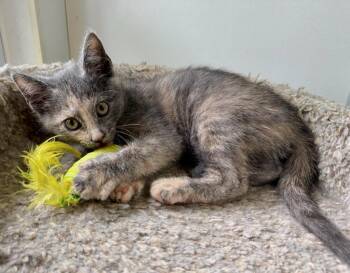 Isabel -  Domestic Short Hair Cat for Adoption in Ashland, Ohio - Isabel | PetCurious