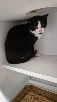 Tuffy -  Domestic Short Hair Cat for Adoption in Chattanooga, Tennessee - Tuffy | PetCurious