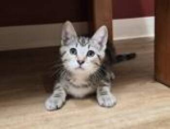 Domestic Short Hair Cats Available for Adoption in Woodstock, Illinois - Knit | PetCurious