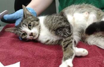 Domestic Short Hair Cats Available for Adoption in Palm Coast, Florida - Paula | PetCurious