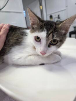 Rescue Domestic Medium Hair Cats for Adoption in Brookings, Oregon - June | PetCurious