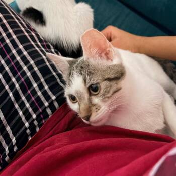 Casey -  Domestic Short Hair Cat for Adoption in Chicago, Illinois - Casey | PetCurious