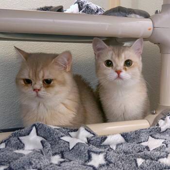 Momo -  British Shorthair and Domestic Short Hair Cat for Adoption in Woodinville, Washington - Momo | PetCurious