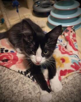 One-eyed Jack -  Domestic Short Hair Cat for Adoption in Green Valley, Arizona - One-eyed Jack | PetCurious
