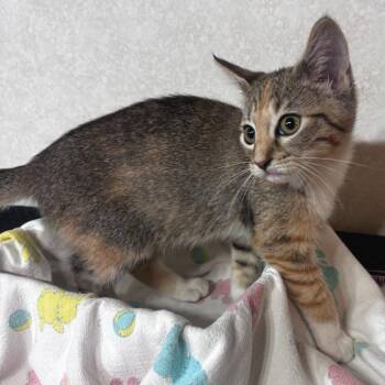 Winifred -  Domestic Short Hair Cat for Adoption in Belleville, Illinois - Winifred | PetCurious