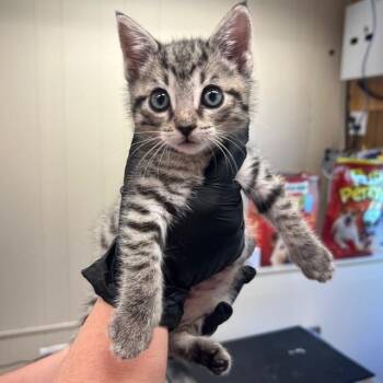 Domestic Short Hair Cats Available for Adoption in Lake Panasoffkee, Florida - Puddles | PetCurious