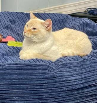 Domestic Short Hair Cats Available for Adoption in Covington, Louisiana - Finnigan | PetCurious