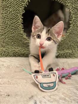 Poppins -  Domestic Short Hair Cat for Adoption in Milltown, New Jersey - Poppins | PetCurious