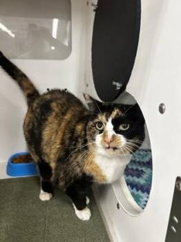 Esther -  Domestic Short Hair Cat for Adoption in Westland, Michigan - Esther | PetCurious