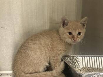 Domestic Short Hair Cats Available for Adoption in Tustin, California - ACE | PetCurious