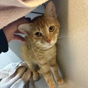 Domestic Short Hair Cats Available for Adoption in Pittsburgh, Pennsylvania - Bread Loaf | PetCurious