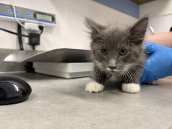 TITAN -  Domestic Long Hair Cat for Adoption in Loveland, Colorado - TITAN | PetCurious