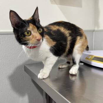 Domestic Short Hair Cats Available for Adoption in Tampa, Florida - Gigi | PetCurious