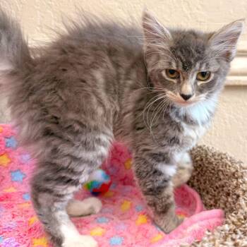 Domestic Short Hair Cats Available for Adoption in Medford, Oregon - Callie | PetCurious