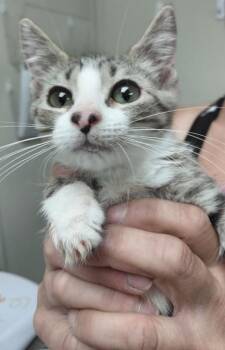 Dottie -  Domestic Short Hair Cat for Adoption in Conway, Arkansas - Dottie | PetCurious