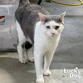 Domestic Short Hair Cats Available for Adoption in Washington, District Of Columbia - Iron Man | PetCurious