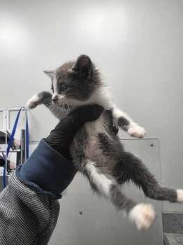 Purrlock -  Domestic Short Hair Cat for Adoption in Sevierville, Tennessee - Purrlock | PetCurious