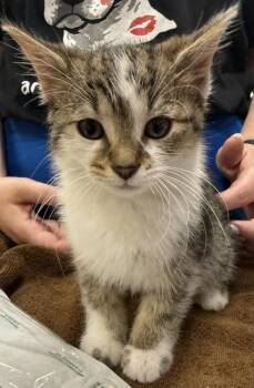 Tracy Turnblad -  Domestic Short Hair Cat for Adoption in Fishers, Indiana - Tracy Turnblad | PetCurious