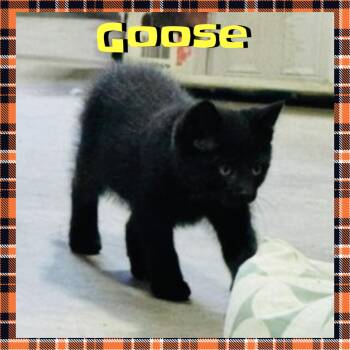 Goose -  Domestic Medium Hair Cat for Adoption in Red Lodge, Montana - Goose | PetCurious