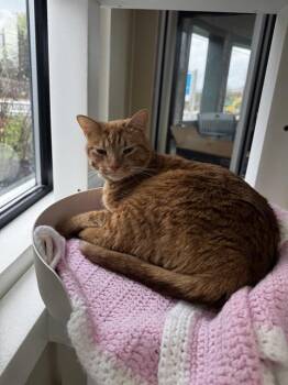 Domestic Short Hair Cats Available for Adoption in Methuen, Massachusetts - SAFFRON | PetCurious