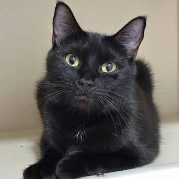 Ronan -  Domestic Short Hair Cat for Adoption in Victor, New York - Ronan | PetCurious