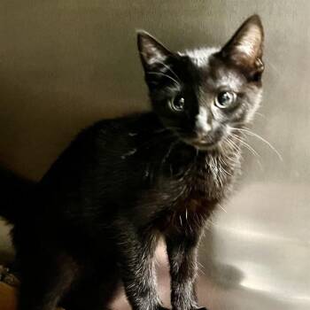 SILKY SHARK -  Domestic Short Hair Cat for Adoption in St. Louis, Missouri - SILKY SHARK | PetCurious