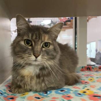 Sioux -  Domestic Medium Hair Cat for Adoption in Gloucester, Virginia - Sioux | PetCurious