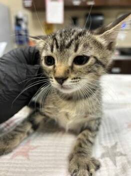Kimi -  Domestic Short Hair Cat for Adoption in Largo, Florida - Kimi | PetCurious