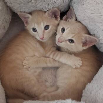 CLASSY -  Domestic Medium Hair Cat Available for Adoption in Kyle, Texas - CLASSY | PetCurious